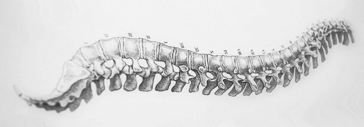 Chiropractic Mayfield Heights OH Spine Drawing A grey drawing of a spine.